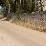 Per arrivare alla foresta bisogna imboccare la provinciale 236 che porta a Bitritto, per poi prendere l�uscita "Parco Adria". Ci ritroviamo cos� sulla complanare: avanziamo per un altro chilometro e poi, subito dopo essere transitati sotto un ponte, giriamo a destra in una strada denominata "svincolo Bari sud". La lingua d'asfalto scavalca l'autostrada e si restringe, portandoci dopo un altro chilometro e mezzo a destinazione
